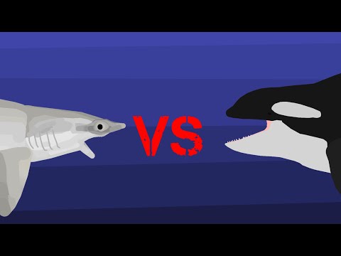 Battle: hammerhead vs Orca (Sick nodes pro