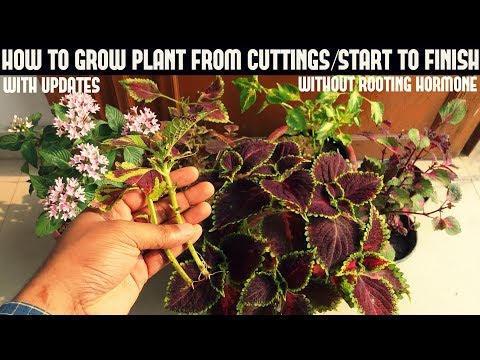 , title : 'How to Grow Coleus From Cuttings (WITHOUT ROOTING HORMONE)'