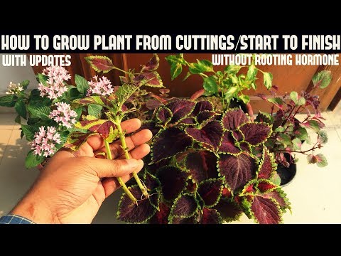 download lagu mp3 mp4 How To Propagate Coleus From Cuttings, download lagu How To Propagate Coleus From Cuttings gratis, unduh video klip How To Propagate Coleus From Cuttings