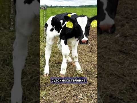 В Лепельском районе животновода наказали за теленка