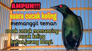 Download lagu pancingan cucak Keling bahan biar bunyi Sahut sahutan mp3