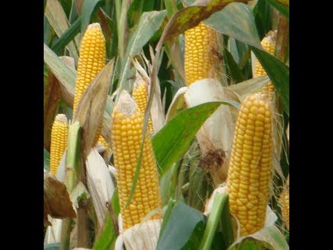 How to grow sweet corn at home
