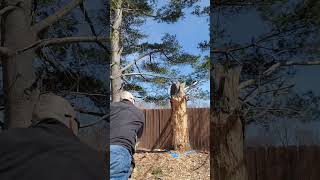 Download lagu custom Cold Steel #shorts #dbad #bowie #wildwest #knifethrower mp3