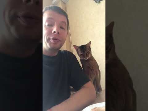 Кошачья любовь