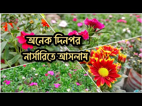 অনেকদিন পর নার্সারিতে আসলাম শীতকালীন গাছের খোঁজে।