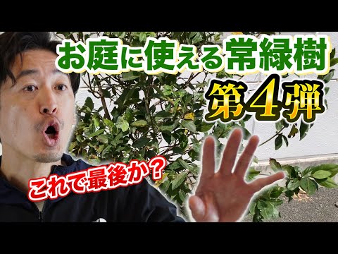 プライバシーの高い生垣としてどの常緑樹を選択すればよいでしょうか?生育が早くてやさしそうな5品種+栽培シート  庭園