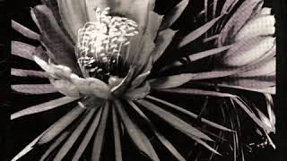 Hail - Gypsy Cat & Gypsy Bird [Full Album]