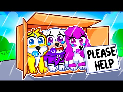 Our BABY DOGS Are HOMELESS…