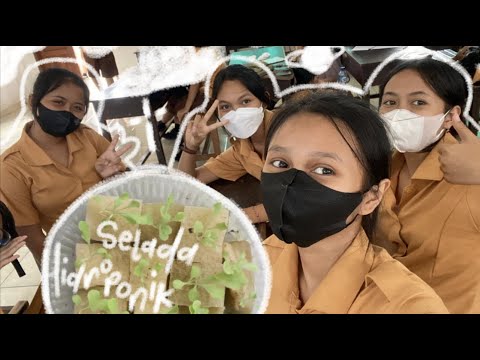Proses Penanaman Selada Hidroponik | P5