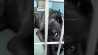 Video preview image #1 Siberian Husky-Unknown Mix Puppy For Sale in Pasadena, CA, USA