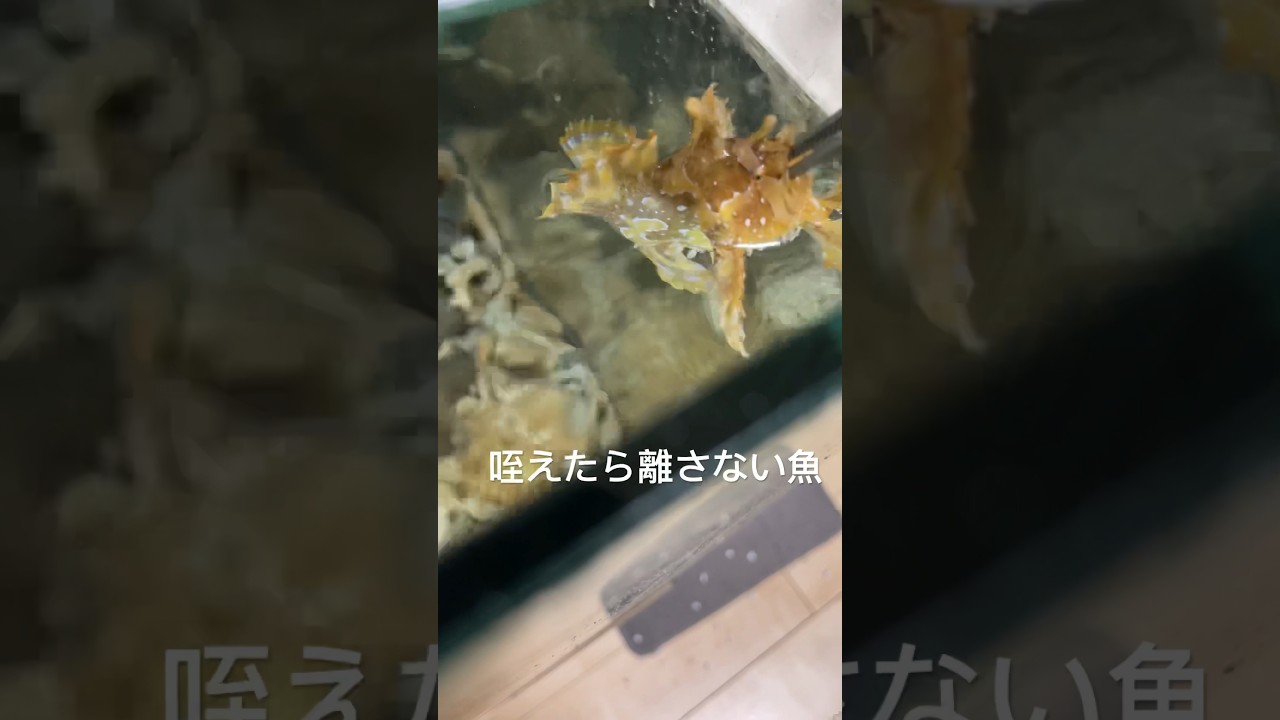 [アクアリウム]カエルアンコウに餌付け