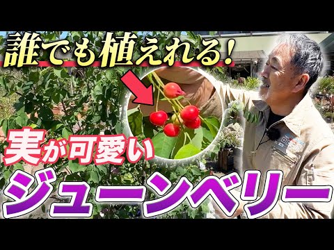 ジョスタベリー、ヨークベリー 植物