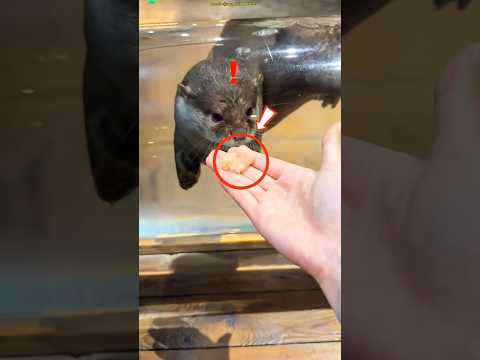 This Sea Creature Is Smarter Than You Think 🤯🌊|| #ytshorts #animals