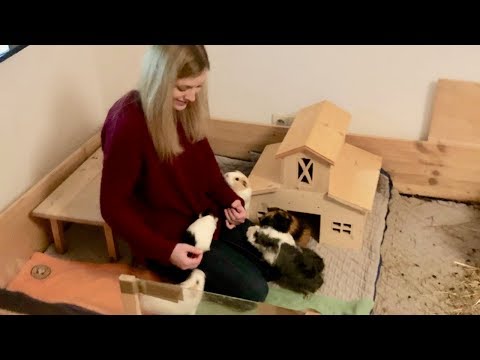 How to Teach Your Guinea Pigs to Climb on You