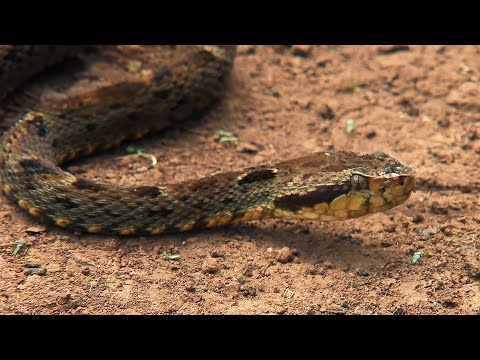 Deadliest Snake in Central America: Fer-de-Lance Encounter