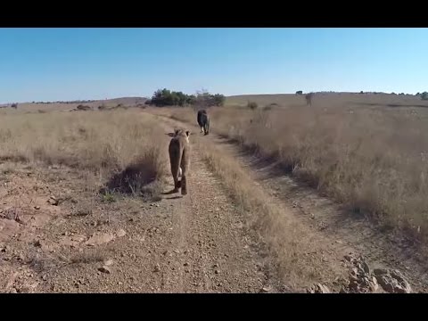 Kevin Richardson Films a Lion with a GoPro | The Lion Whisperer