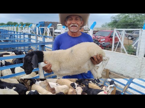 FARTURA DE ANIMAIS EM PARNAMIRIM-PE, 1178 BODE, CARNEIRO CABRAS, TERÇA FEIRA 24/02/2026. #nordeste 
