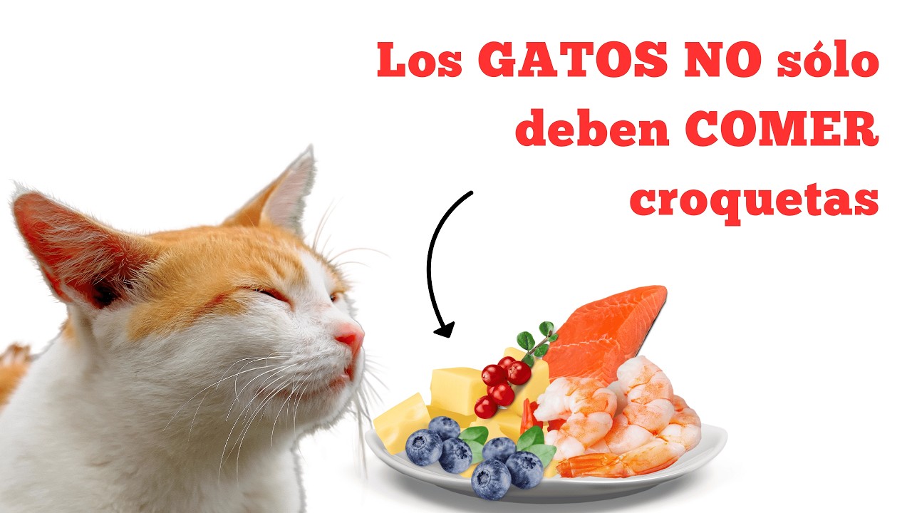 10 ALIMENTOS FAVORITOS DE LOS GATOS ¡Mantén a tu gato saludable y feliz!