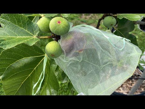 My Figs Are Splitting…