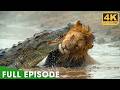 Africa S Deadliest Predators MEGA EPISODE Nature Animal Documentary