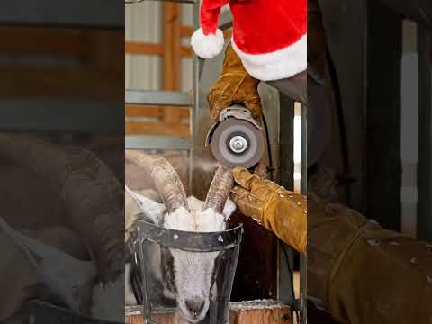 Goat Horn Tip Trim with jingle bells😁 #goatcare #dehorning #farmsafety