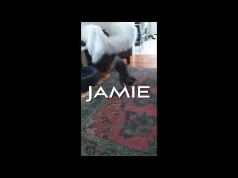 Jamie
