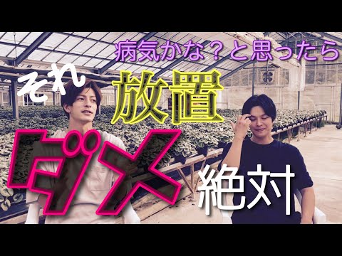 園芸 メアリーの心臓、出血する心臓、ジャネットの心臓