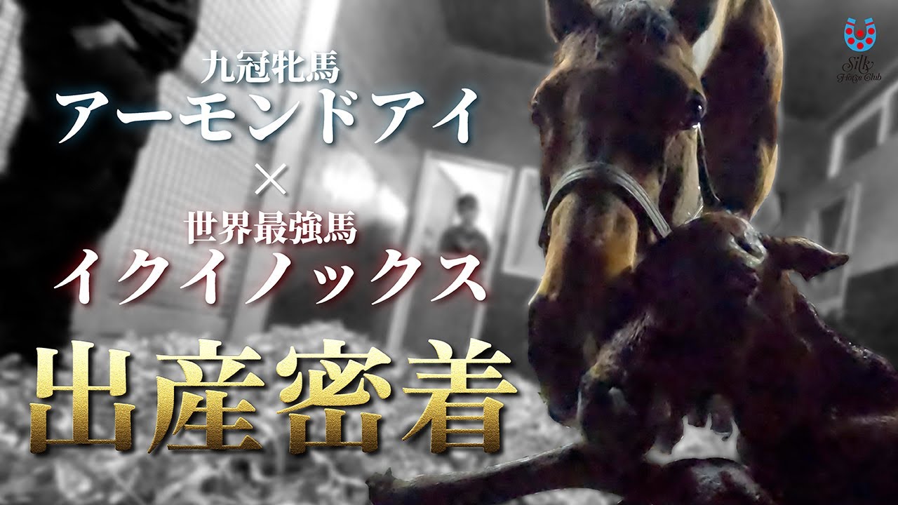 アーモンドアイ×イクイノックス　出産に密着！【シルクレジェンドホース列伝】【Almond Eye】【Equinox】