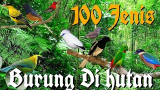 Download lagu Burung hutan bird of Indonesia... mp3