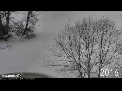 Sapsucker Woods Pond Cam – One Year Apart – Dec. 15, 2016