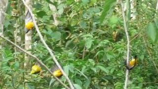 Download lagu The easiest small bird trap with the mainstay lure sound of Jaya Channel mp3 Download lagu The easiest small bird trap with the mainstay lure sound of Jaya Channel mp3