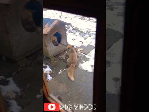 When your dog is attacked by a fox 🦊😂 #trending #viralvideo #dog #youtubeshorts #shorts #funny