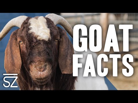 , title : '5 Things You Never Knew About Goats'