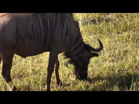 Djuma: Impalas-mostly males with a lot of end of rut audio - 05/31/18