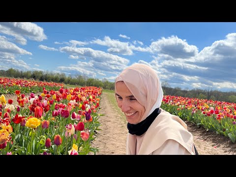 , title : 'زهره التوليب (Tulips) رمز الحب والجمال( فوائد الزهور كعلاج)#طبيب_إسرتك#د_منصوره_إسماعيل'