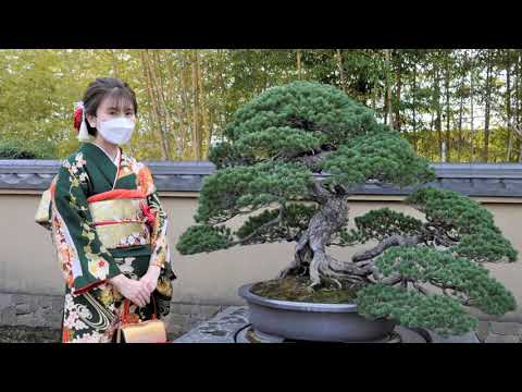 After watching their bonsai, I want to kill my bonsai part 11