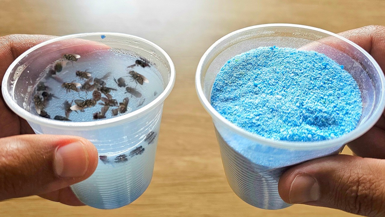 I DIED AND DIDN'T KNOW: Not a single fly will be left | trap catches liters of insects