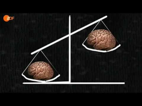 Frontal 21 Toll!: Brüderles Hirn - ZDF (27.11.2012)