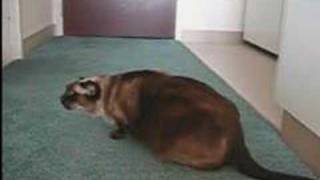 Hund Wurgt Was Tun Youtube