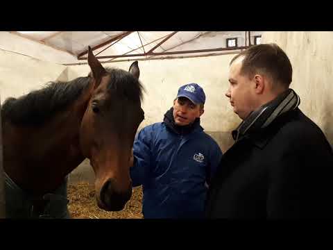 Luka Racing: Nagano Gold