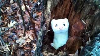 Ermine in a Tree