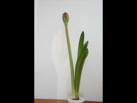 開花のピークを達成するために、鉢の中のアマリリスにうまく水をやる方法は？  庭園