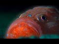 What Lurks In The Midnight Zone Blue Planet II BBC Earth