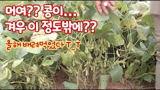 올해 콩 농사 이래도 괜찮은가요? 올해 농사는 태풍이고 머고 별일이 다 있네