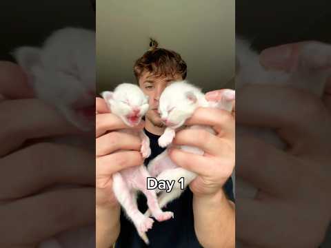 Die blauen Augen wow #kitten #transformation #katzenbabys #katzen #katze