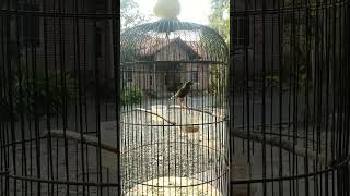 Download lagu suara panggilan ciblek mp3 Download lagu suara panggilan ciblek mp3