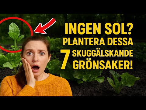 Ingen sol? Plantera dessa 7 skuggälskande grönsaker!