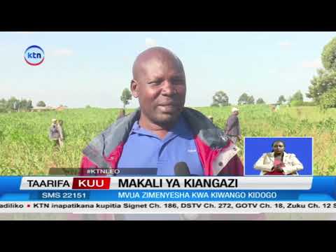 Wakulima North Rift wapata hasara baada ya ukame kuharibu mashamba ya mahindi