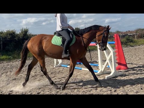 4 year old mare - Image 2
