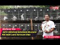 Rahasia Budidaya Kelinci Pedaging Berkualitas Anti Stres Dan Anti Rugi